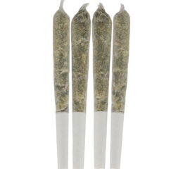 Tropical Pocket Puffs Pre-Roll