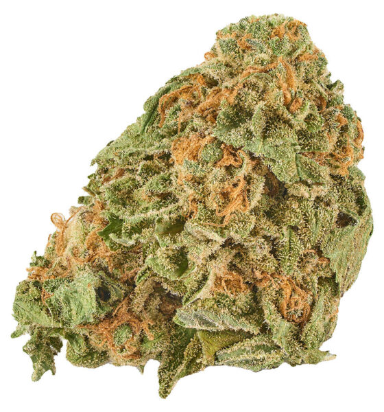 Grand Daddy Purps