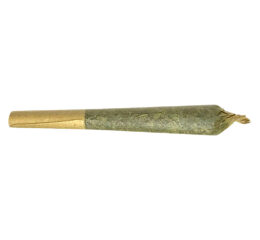 Jack Herer Pre-Roll