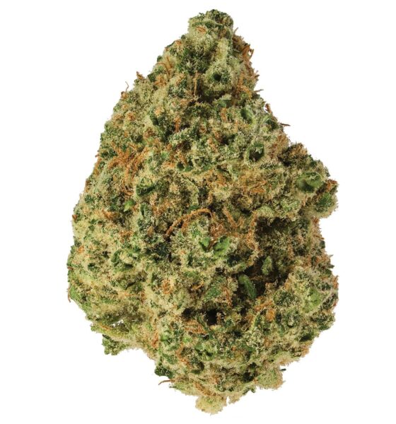 ACAPULCO GOLD - Image 3