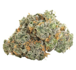 BBOB BLUEBERRY DREAM DRIED FLOWER