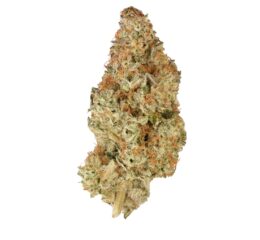 BC ORGANIC PINK DRIP LTO